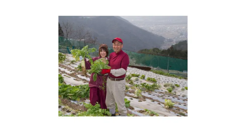 【ふるさと納税】田口農園徳島の世界農業遺産ブランド野菜　 農家人が選ぶ旬野菜のおまかせセット【配送不可地域：離島】【1381836】