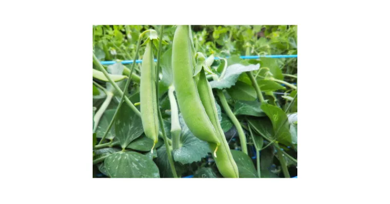 【ふるさと納税】農家人が選んでお届けする「にし阿波の旬野菜詰合せ」　4～5品【配送不可地域：離島】【1432165】