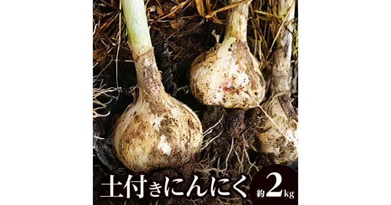 【ふるさと納税】土付きにんにく 約2kg【2025年5月上旬～2025年6月中旬配送】 | 国産 にんにく 野菜 肉厚 濃厚 土付き 新鮮 産地直送 鮮度抜群 風味抜群 旬 旬の野菜 季節の野菜 季節 農産物 生鮮食品 お取り寄せ おすそ分け 自宅用 家庭用 高松市産 瀬戸内 生にんにく