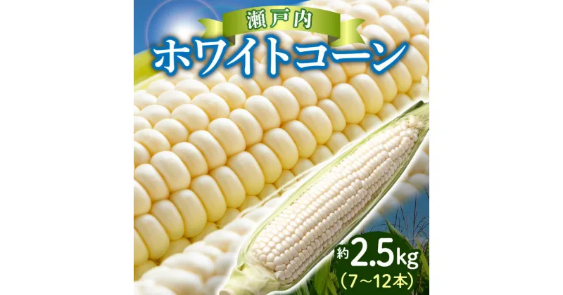 【ふるさと納税】上品な甘さ 瀬戸内 ホワイトコーン 約2.5kg【2025-6月中旬～2025-7月中旬配送】 | とうもろこし 上品 甘い 珍しい コーン プチプチ 弾ける 白い 野菜 新鮮 鮮度 自宅用 家庭用 高松市産 瀬戸内 料理 コーンスープ コーンポタージュ コーンバター 冷蔵