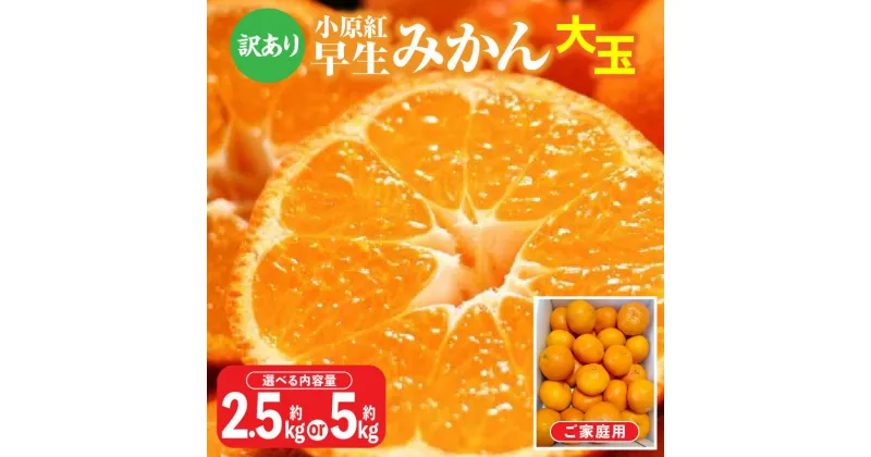 【ふるさと納税】＼寄附額改定／内容量が選べる【訳あり】ご家庭用小原紅早生みかん(大玉)　 | みかん 蜜柑 小原紅早生 早生 果物 フルーツ 青果 青果物 デザート スイーツ アレンジ オリジナル品種 小原紅早生 Lサイズ 柑橘 フルーツ