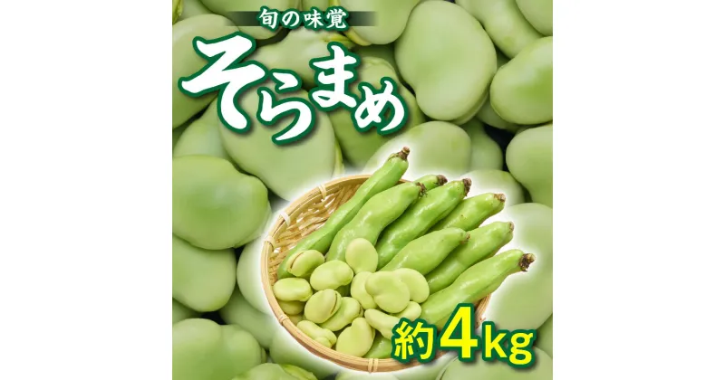 【ふるさと納税】旬の味覚 そらまめ 約4kg【2025年4月下旬～2025年5月下旬配送】 | ふっくら 大粒 まめ 野菜 新鮮 旬 旬の味覚 旬の野菜 季節 季節の野菜 季節野菜 食材 おうち時間 家庭用 自宅用 贈り物 おすそ分け お取り寄せ 食べ物 生鮮食品 生鮮 産地直送 瀬戸内 グルメ