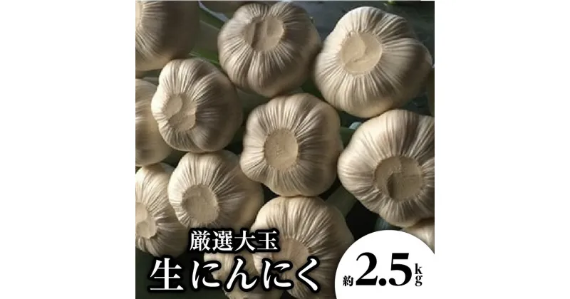 【ふるさと納税】厳選大玉 生にんにく 約2.5kg【2025-5月上旬～2025-6月上旬配送】 | 国産 香川県産 野菜 肉厚 濃厚 新鮮 鮮度抜群 食品 食材 お取り寄せ 自宅用 家庭用 贈り物 瀬戸内 香川県 高松市