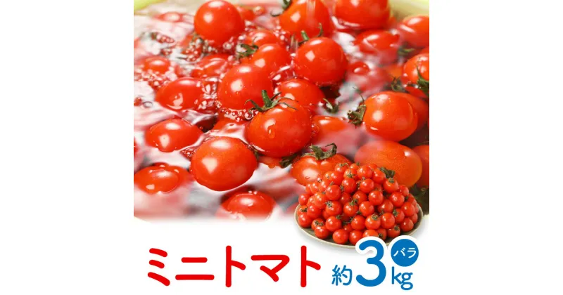 【ふるさと納税】ミニトマト(バラ) 約3kg【2024-11月上旬～2025-6月中旬配送】 | プチトマト トマト 国産 高松市産 産地直送 夏野菜 甘い 高品質 美味しい 酸味 野菜 自宅用 家庭用 おすそ分け お取り寄せ 瀬戸内 香川県 高松市