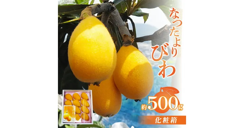 【ふるさと納税】なつたよりびわ化粧箱 約500g【2025-5月中旬～2025-6月中旬配送】 | 化粧箱入り 新品種 大玉 びわ 果物 フルーツ 果汁 果肉 柔らかい みずみずしい 贈り物 贈答用 ギフト プレゼント 自宅用 家庭用 おやつ デザート お取り寄せ グルメ おすすめ