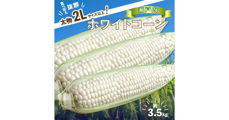 【ふるさと納税】＼寄附額改定／太物2Lサイズ以上!瀬戸内ホワイトコーン 約3.5kg【2025-6月中旬～2025-7月中旬配送】 | コーン とうもろこし トウモロコシ 野菜 瀬戸内 香川県 高松市 プチプチ 弾ける 甘い 鮮度