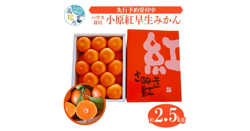 【ふるさと納税】とっても貴重　ハウス小原紅早生みかん　約2kg【2025-6月中旬～2025-8月上旬配送】 | みかん 果物 フルーツ 送料無料 産地直送 食品 柑橘 お取り寄せ 蜜柑 ミカン 香川県 高松市 高品質 濃厚 オリジナル品種 果汁 たっぷり