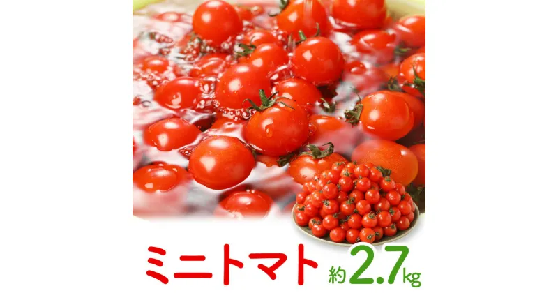 【ふるさと納税】ミニトマト約2.7kg【2024-11月上旬～2025-6月中旬配送】 | トマト プチトマト 野菜 甘味 酸味 バランス 夏野菜 高品質 産地直送 家庭用 自宅用 贈り物 お取り寄せ お取り寄せ野菜 冷蔵 香川県 高松市