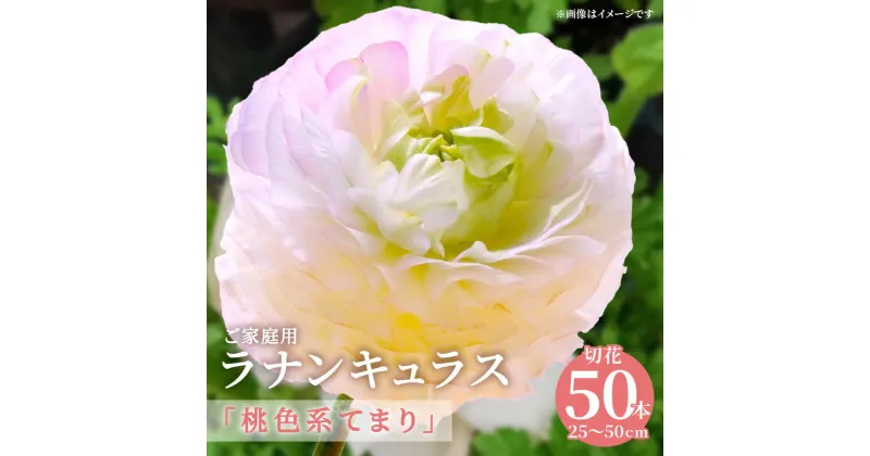 【ふるさと納税】ご家庭用 ラナンキュラス「桃色系てまり」切花 切花50本(長さ25～50cm)【2025-1月中旬～2025-4月上旬配送】 | 白地 ピンクの縁 花 フラワー 花びら 自宅用 記念日 内祝い お祝い 観賞 植物観賞 観賞用 美しい 上品 日持ちが良い オリジナル品種 オリジナル