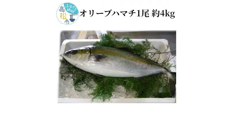 【ふるさと納税】オリーブハマチ1尾 約4kg | ハマチ 刺身 塩焼き しゃぶしゃぶ 酸化や変色しにくい肉質 さっぱりとした味わい オリジナルブランド 食品 食べ物 魚介類 お取り寄せ 冷蔵 送料無料 香川県 高松市