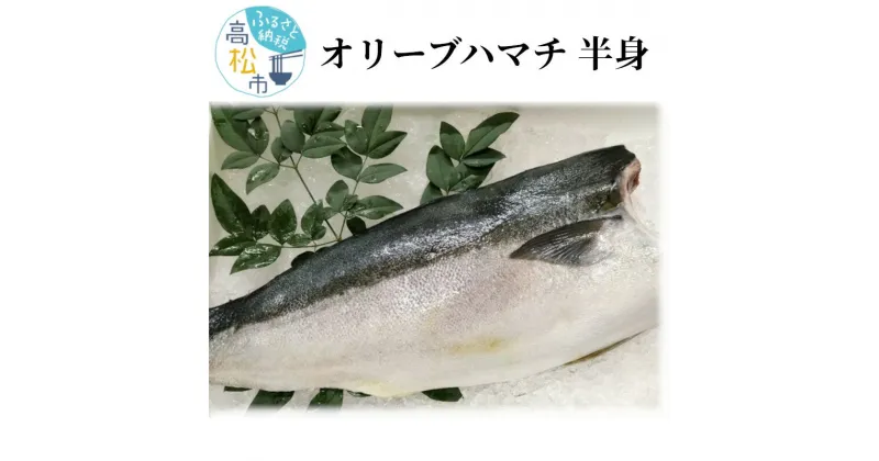 【ふるさと納税】オリーブハマチ 半身 | 約1000g ハマチ 刺身 塩焼き しゃぶしゃぶ 酸化や変色しにくい肉質 さっぱりとした味わい オリジナルブランド 食品 食べ物 魚介類 お取り寄せ 冷蔵 送料無料 香川県 高松市