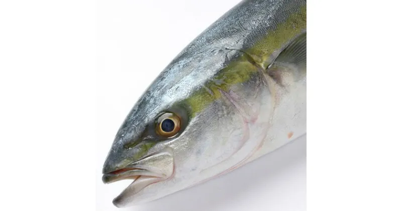 【ふるさと納税】オリーブはまち　味噌漬け8切れ　魚貝類・加工食品・味噌漬け・はまち・ハマチ　お届け：入金確認後、随時発送いたします。※年末年始配送不可。12/26～1/15指定不可。