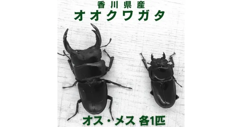 【ふるさと納税】【予約受付】オオクワガタ　オス・メス1ペア（各1匹・香川県産）※2025年8月以降発送　 虫 昆虫 生き物 生物 子供 趣味 男の子 ペット 育成 観察 学習 　お届け：2025年8月より順次発送