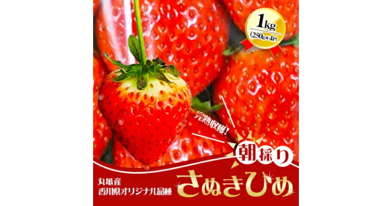 【ふるさと納税】朝採りさぬきひめ／250g×4パック【1月中旬以降発送開始】　 果物 苺 果実 フル－ツ デザート 食後 おやつ 果汁が多い 柔らかい さわやか 大きい 丸い 真っ赤 朝どれ 当日発送 　お届け：2025年1月15日～4月15日頃