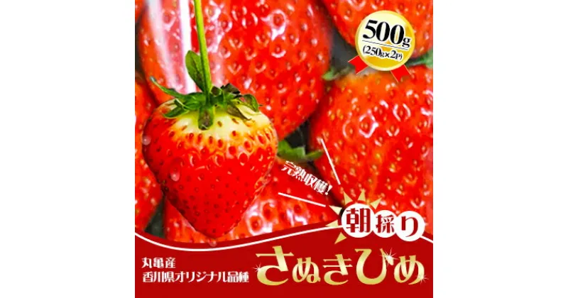 【ふるさと納税】朝採りさぬきひめ／250g×2パック　丸亀産【1月中旬以降発送開始】　 果物 苺 果実 フル－ツ デザート 食後 おやつ 果汁が多い 柔らかい さわやか 大きい 丸い 真っ赤 朝どれ 当日発送 　お届け：2025年1月15日～4月15日頃