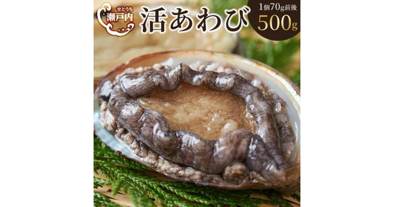 【ふるさと納税】瀬戸内あわび（活）500g（1個70g前後） | 香川県 坂出市 香川 四国 楽天ふるさと 納税 返礼品 支援 お取り寄せグルメ 取り寄せ グルメ 食品 魚介類 魚介 海の幸 海産物 あわび アワビ 鮑 生食 むしあわび お取り寄せ 特産品 おいしい 美味しい 刺し身 刺身