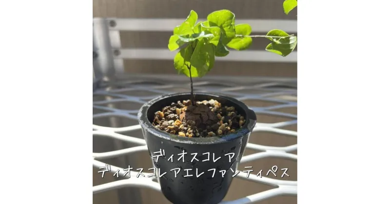 【ふるさと納税】ディオスコレアエレファンティペス実生株 1本 | 植物 プラント 雑貨 人気 おすすめ 送料無料