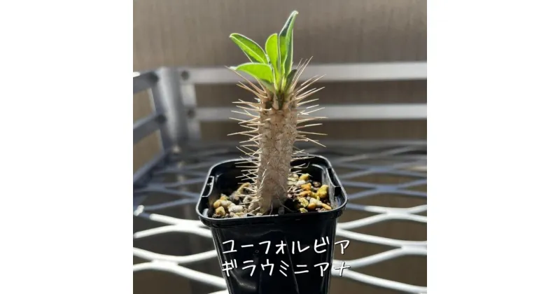 【ふるさと納税】ユーフォルビアギラウミニアナ実生株 1本 | 植物 プラント 雑貨 人気 おすすめ 送料無料