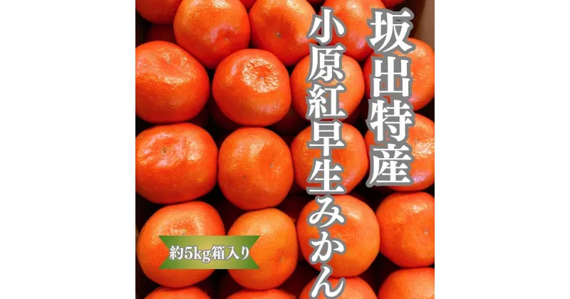 【ふるさと納税】坂出特産　小原紅早生みかん約5kg(約50個） MまたはLサイズ | フルーツ 果物 くだもの 食品 人気 おすすめ 送料無料