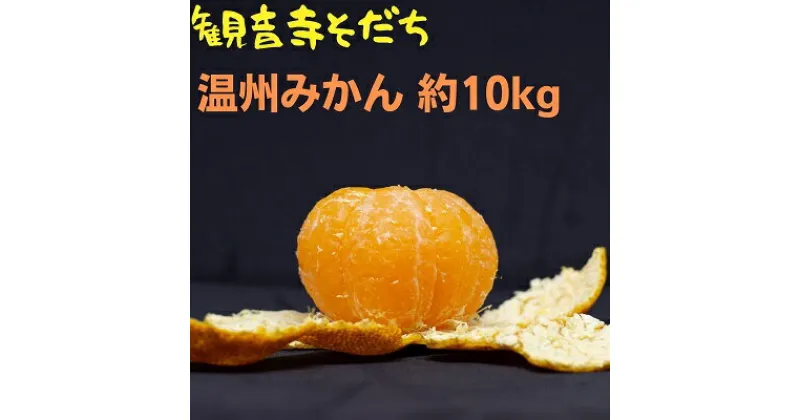 【ふるさと納税】温州みかん 約10kg　果物類／みかん・柑橘類・フルーツ・ミカン・くだもの　お届け：2024年11月上旬～2025年1月下旬