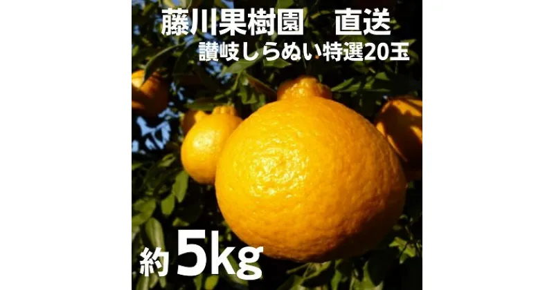 【ふるさと納税】味自慢！！讃岐しらぬひ　特選20玉 約5kg　果物類・みかん・柑橘類　　お届け：2025年2月上旬～3月上旬