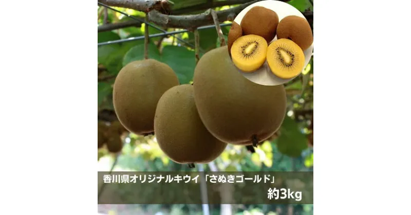 【ふるさと納税】香川県オリジナルキウイ「さぬきゴールド」約3kg　果物詰合せ・フルーツ・果物・詰合せ・セット・フルーツ　お届け：2024年10月中旬～12月下旬