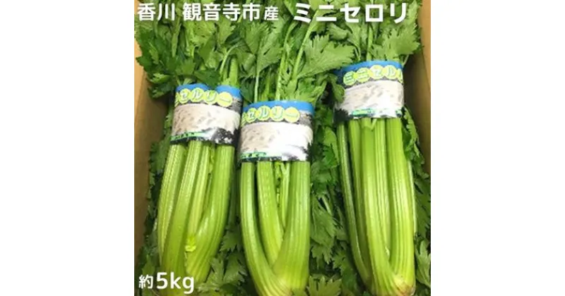 【ふるさと納税】ミニセロリ　約5kg　野菜・野菜・野菜セット　お届け：2024年12月中旬～2025年4月下旬