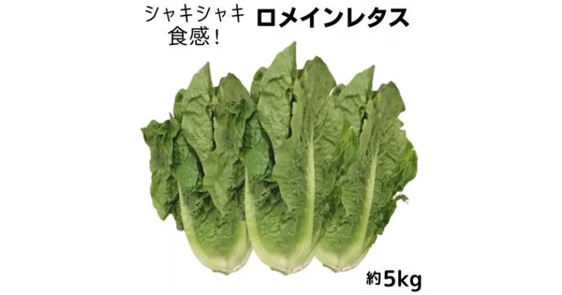 【ふるさと納税】シャキシャキ食感！　ロメインレタス　約5kg　野菜・野菜セット　お届け：2024年11月中旬～2025年4月下旬