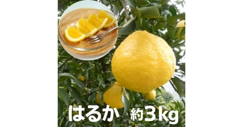 【ふるさと納税】はるか 約3kg　果物類・柑橘類・フルーツ・みかん・ミカン　お届け：2025年3月上旬～3月下旬