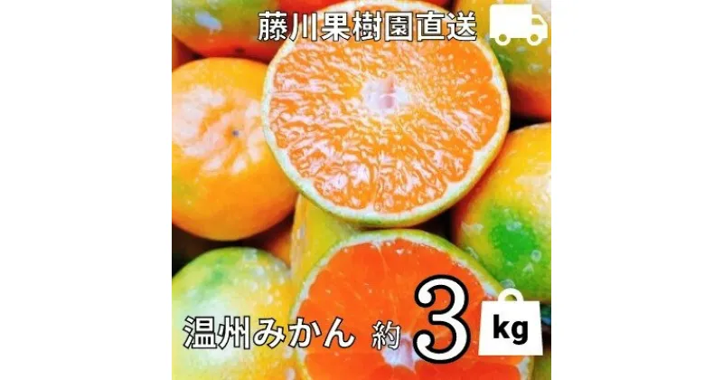 【ふるさと納税】2024年秋よりお届け 農園直送 フジカワ果樹園栽培の 温州みかん 約3kg　果物類・みかん・柑橘類・ミカン・温州みかん・約3kg・フルーツ　お届け：2024年10月上旬～12月中旬