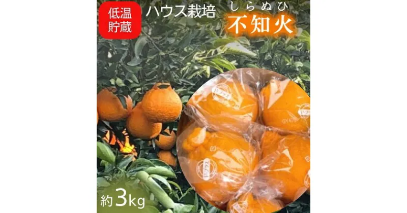 【ふるさと納税】低温貯蔵 ハウス 不知火　約3kg　フルーツ・果物類・みかん・柑橘類・約3kg・不知火・シラヌヒ　お届け：2025年4月上旬～4月下旬