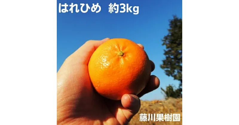 【ふるさと納税】はれひめ 約3kg　2025年1月お届け！　果物類・柑橘類・みかん・フルーツ　お届け：2025年1月上旬～1月中旬