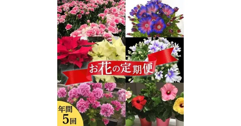 【ふるさと納税】モリヒロ園芸が育てたお花の定期便（年間5回）　定期便・ 植物 花 瀬戸内 温暖 気候 鉢花 　お届け：ご寄附（入金）頂いた月の翌月回より年間スタート致します