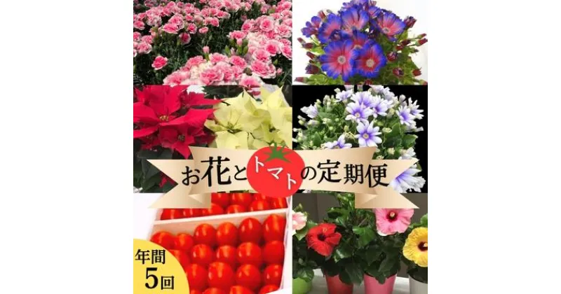 【ふるさと納税】モリヒロ園芸が育てたお花とトマトの定期便（年間5回）　定期便・ 植物 花 瀬戸内 温暖 気候 鉢花 ギフト 記念日 　お届け：ご寄附（入金）頂いた月の翌月回より年間スタート致します