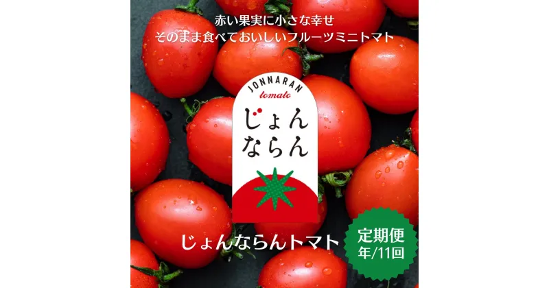 【ふるさと納税】モリヒロ園芸が育てたじょんならんトマトの定期便（年間11回）　定期便・ 野菜 ミニトマト 甘い フルーツ サラダ 　お届け：ご寄附（入金）頂いた月の翌月回より年間スタート致します