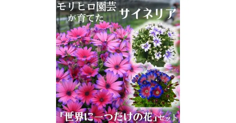 【ふるさと納税】モリヒロ園芸が育てたサイネリア「世界に一つだけの花」セット　 植物 花 瀬戸内 温暖 気候 鉢花 ギフト 記念日 　お届け：2025年1月下旬～3月上旬