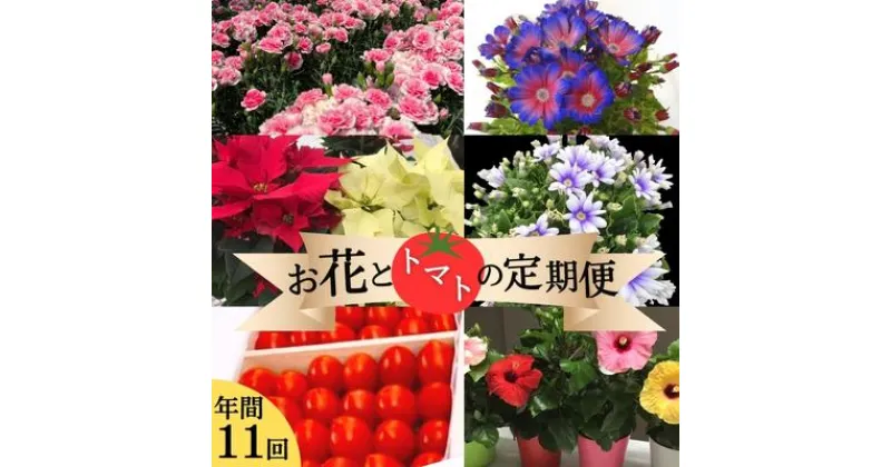 【ふるさと納税】モリヒロ園芸が育てたお花とトマトの定期便（年間11回）　定期便・ 植物 花 瀬戸内 温暖 気候 鉢花 ギフト 記念日 　お届け：ご寄附（入金）頂いた月の翌月回より年間スタート致します