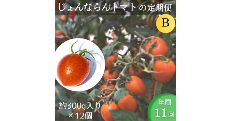 【ふるさと納税】モリヒロ園芸が育てたじょんならんトマトの定期便B　約300g×12個入り（年間11回）　定期便・ 野菜 ミニトマト 甘い フルーツ サラダ 　お届け：ご寄附（入金）頂いた月の翌月回より年間スタート致します