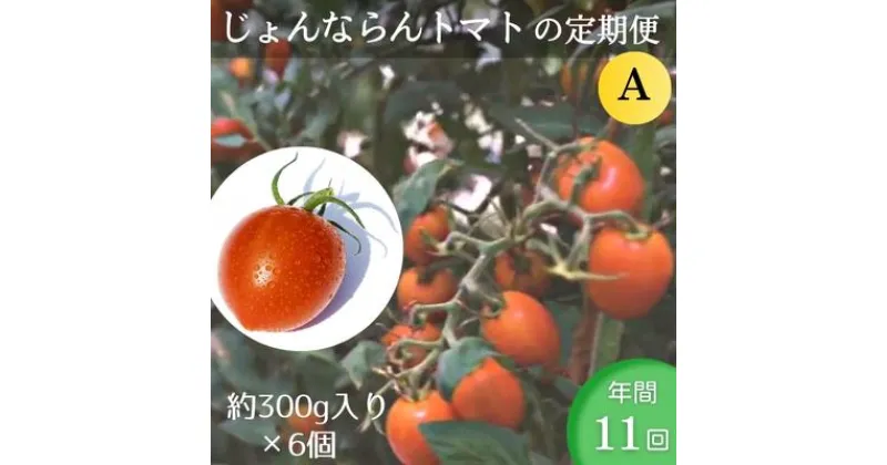 【ふるさと納税】モリヒロ園芸が育てたじょんならんトマトの定期便A　約300g×6個入り（年間11回）　定期便・ 野菜 ミニトマト 甘い フルーツ サラダ 　お届け：ご寄附（入金）頂いた月の翌月回より年間スタート致します