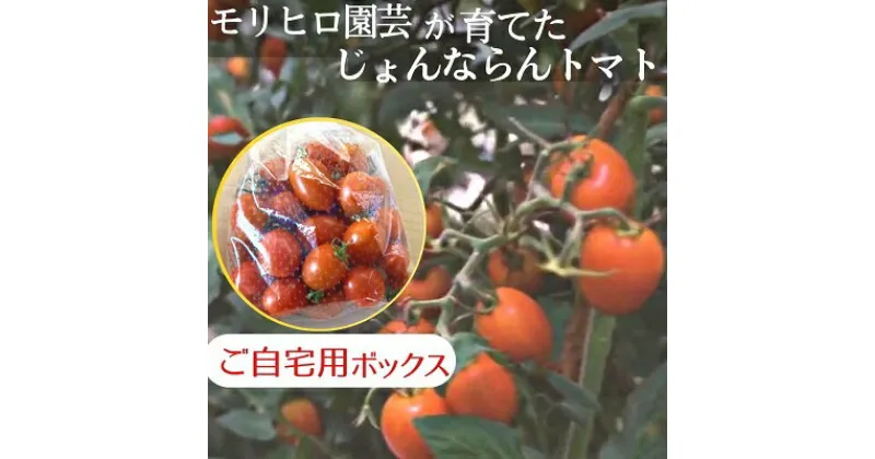 【ふるさと納税】モリヒロ園芸が育てたじょんならんトマト（ご自宅用ボックス）　 野菜 トマト ミニトマト サラダ 糖度高め 甘味 酸味 リコピン