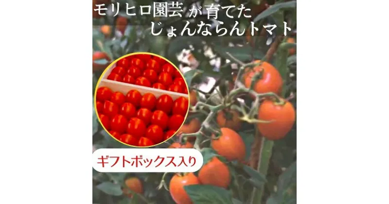 【ふるさと納税】モリヒロ園芸が育てたじょんならんトマト（ギフトボックス入り）　 野菜 トマト ミニトマト サラダ 糖度高め 甘味 酸味 リコピン