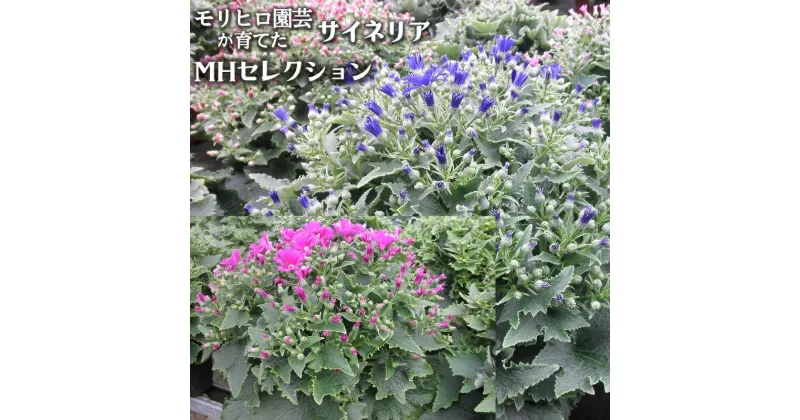 【ふるさと納税】モリヒロ園芸が育てたサイネリア「MHセレクション」　植物　お届け：2024年12月下旬～2025年1月中旬