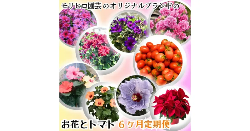 【ふるさと納税】モリヒロ園芸のオリジナルブランドのお花とトマト6ヶ月定期便　定期便・植物・野菜・ミニトマト　お届け：ご寄附（入金）確認月の翌月回より6回順次配送致します。