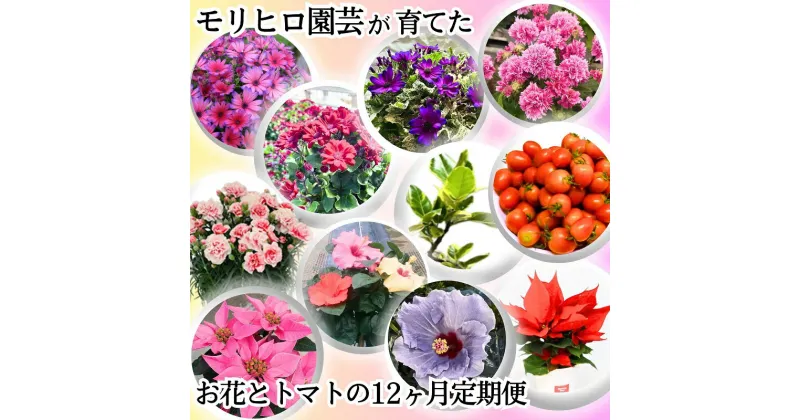 【ふるさと納税】モリヒロ園芸が育てたお花とトマトの12ヶ月定期便　定期便・植物・野菜・ミニトマト　お届け：ご寄附（入金）確認月の翌月回より12ヶ月間順次配送致します。