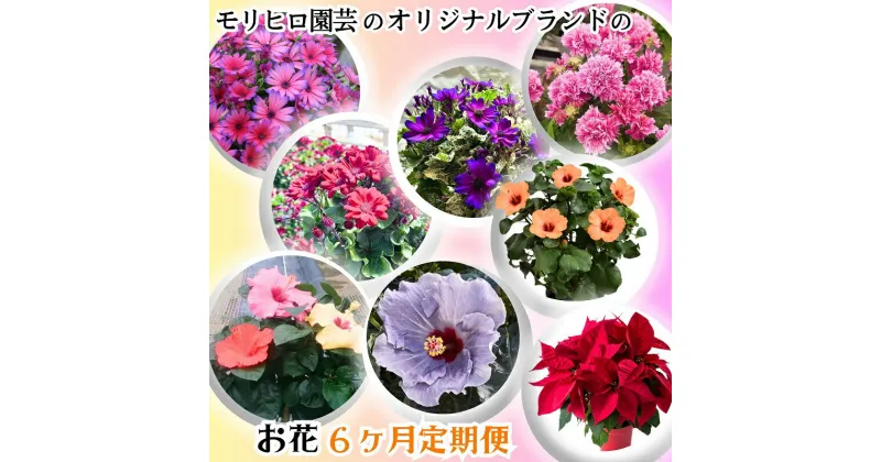 【ふるさと納税】モリヒロ園芸のオリジナルブランドのお花6ヶ月定期便　定期便・植物　お届け：ご寄附（入金）確認月の翌月回より6回順次配送致します。