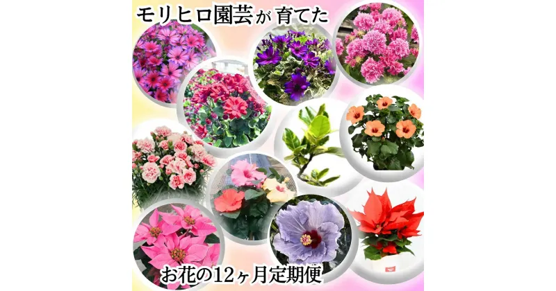 【ふるさと納税】モリヒロ園芸が育てたお花の12ヶ月定期便　定期便・植物　お届け：ご寄附（入金）確認月の翌月回より12ヶ月間順次配送致します。