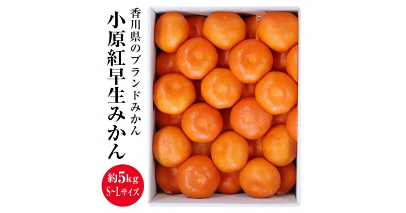 【ふるさと納税】さぬき市 小原紅早生みかん （約5kg）