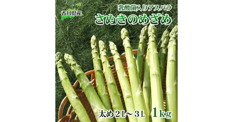 【ふるさと納税】令和7年産　はなまる農園の乳酸菌入り アスパラ【さぬきのめざめ1kg】太め2L～3L　 アスパラガス 野菜 朝採れ 旬野菜 季節野菜 産地直送 農家直送 クール便 バーベキュー BBQ サラダ 肉巻き おかず 　お届け：2月中旬～10月下旬