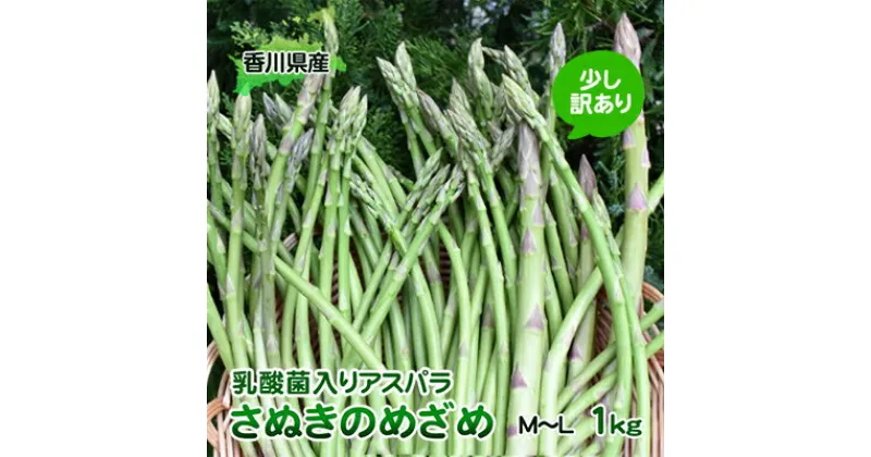 【ふるさと納税】令和6年産　はなまる農園の乳酸菌入りアスパラ「さぬきのめざめ」少し訳あり 1kg（M～L）　野菜セット 野菜 アスパラガス 乳酸菌入りアスパラ 1kg 訳あり　お届け：2025月2月中旬～10月下旬