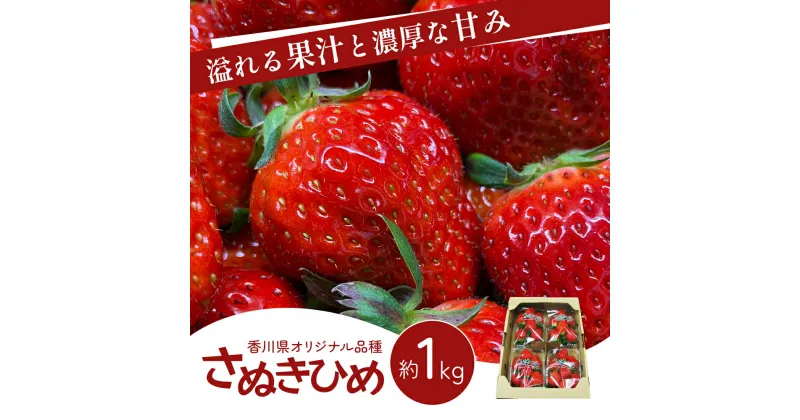 【ふるさと納税】香川県 オリジナル品種！ いちご【さぬきひめ】1kg（ フルーツ 果物類 苺 さぬき姫 取り寄せ 送料無料 糖度 甘い 農園 特産品 秀品 大粒 1キロ デザート ストロベリー 国産 冷蔵便 ）　 香川県東かがわ市 　お届け：2025年1月下旬～6月上旬